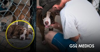 Seis colonias concentran la mayoría de reportes de maltrato animal en Puerto Vallarta