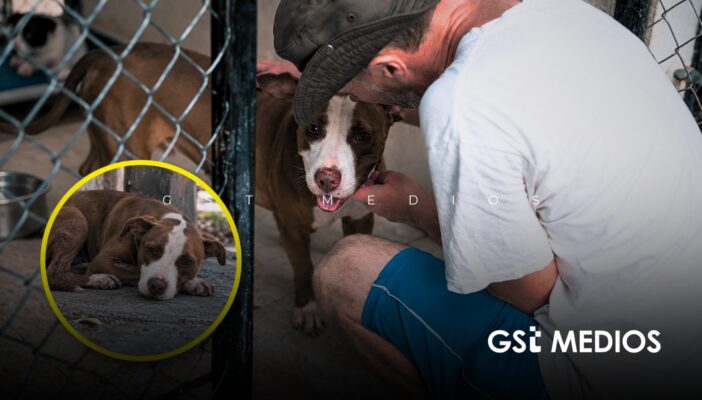 Seis colonias concentran la mayoría de reportes de maltrato animal en Puerto Vallarta