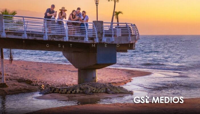 Cocodrilos no ahuyentan al turismo en Puerto Vallarta, señalan especialistas