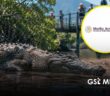 Semarnat anuncia protocolos para la coexistencia de cocodrilos en las costas de Jalisco y Nayarit
