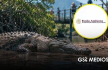Semarnat anuncia protocolos para la coexistencia de cocodrilos en las costas de Jalisco y Nayarit