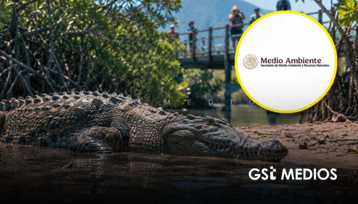 Semarnat anuncia protocolos para la coexistencia de cocodrilos en las costas de Jalisco y Nayarit