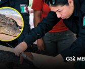 Semadet descarta reubicación de cocodrilos en Puerto Vallarta