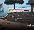 Sostenibilidad Ambiental aclara situación de huevos de tortuga expuestos tras huracán Polo