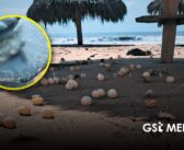 Sostenibilidad Ambiental aclara situación de huevos de tortuga expuestos tras huracán Polo