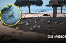 Sostenibilidad Ambiental aclara situación de huevos de tortuga expuestos tras huracán Polo