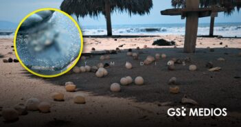 Sostenibilidad Ambiental aclara situación de huevos de tortuga expuestos tras huracán Polo