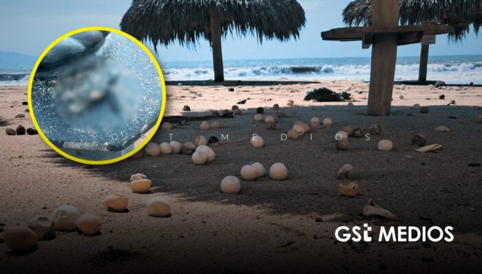 Sostenibilidad Ambiental aclara situación de huevos de tortuga expuestos tras huracán Polo 1 Sostenibilidad Ambiental aclara situación de huevos de tortuga expuestos tras huracán Polo