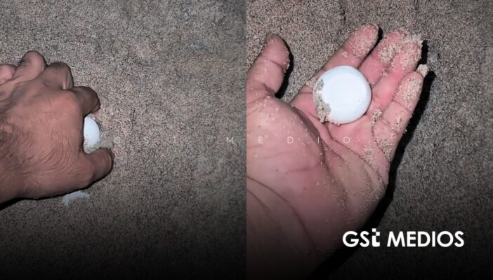 Pese a escollera, denuncian anidación de tortuga en Playa Las Cocinas
