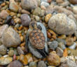 Denuncian muerte de cría de tortuga en Playa Las Cocinas por falta de espacio para anidar