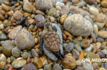Denuncian muerte de cría de tortuga en Playa Las Cocinas por falta de espacio para anidar