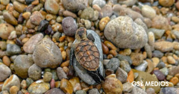 Denuncian muerte de cría de tortuga en Playa Las Cocinas por falta de espacio para anidar