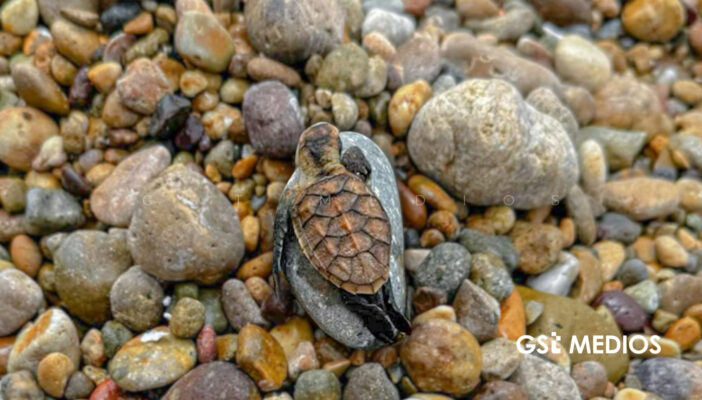 Denuncian muerte de cría de tortuga en Playa Las Cocinas por falta de espacio para anidar