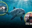 Gobierno federal reduce 86% el área de protección de la vaquita marina
