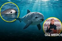 Gobierno federal reduce 86% el área de protección de la vaquita marina