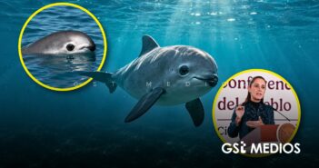 Gobierno federal reduce 86% el área de protección de la vaquita marina