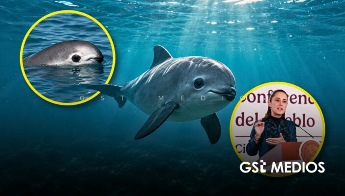 Gobierno federal reduce 86% el área de protección de la vaquita marina