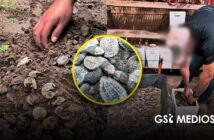 Nacen 98 tortugas marinas de huevos recuperados de extracción ilegal en Nayarit