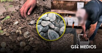 Nacen 98 tortugas marinas de huevos recuperados de extracción ilegal en Nayarit