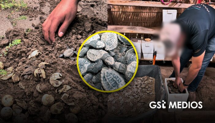 Nacen 98 tortugas marinas de huevos recuperados de extracción ilegal en Nayarit