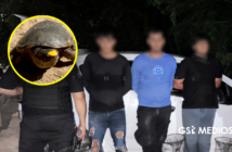 Detienen a tres hombres por capturar tortuga casquito con trampas artesanales en Vallarta