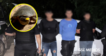 Detienen a tres hombres por capturar tortuga casquito con trampas artesanales en Vallarta