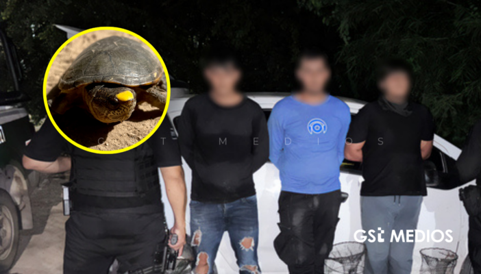 Detienen a tres hombres por capturar tortuga casquito con trampas artesanales en Vallarta