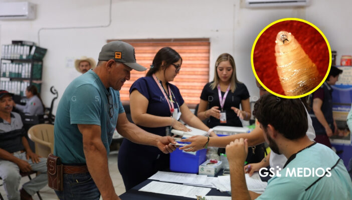 Mantienen acciones preventivas contra el gusano barrenador en Puerto Vallarta