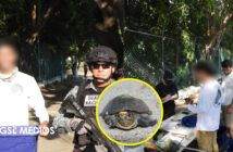 Tortuga casquito de Vallarta sigue presente en Laguna Coapinole, tras cuatro años de monitoreo
