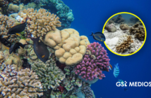 Corales de Jalisco, en riesgo por el calentamiento del mar asociado a El Niño