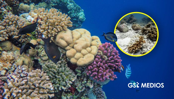 Corales de Jalisco, en riesgo por el calentamiento del mar asociado a El Niño 1 Corales de Jalisco, en riesgo por el calentamiento del mar asociado a El Niño