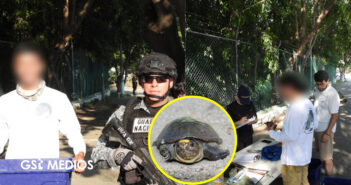 Tortuga casquito de Vallarta sigue presente en Laguna Coapinole, tras cuatro años de monitoreo