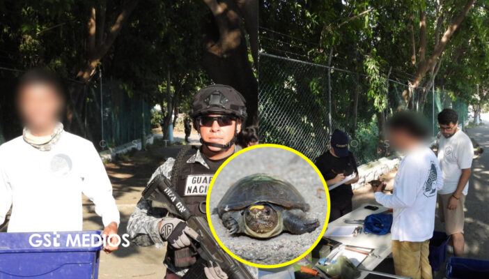 Tortuga casquito de Vallarta sigue presente en Laguna Coapinole, tras cuatro años de monitoreo