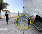 Campamento tortuguero de playa Holi libera cerca de 31 mil crías en Puerto Vallarta