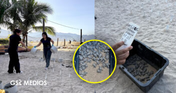 Campamento tortuguero de playa Holi libera cerca de 31 mil crías en Puerto Vallarta