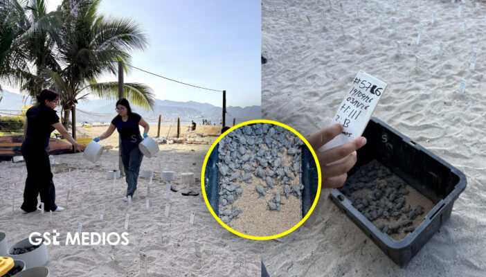 Campamento tortuguero de playa Holi libera cerca de 31 mil crías en Puerto Vallarta
