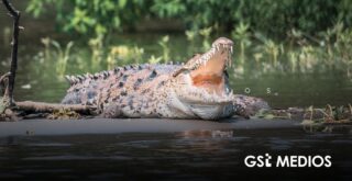 Festival de los Cocodrilos busca promover su conservación en Puerto Vallarta