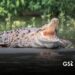Festival de los Cocodrilos busca promover su conservación en Puerto Vallarta