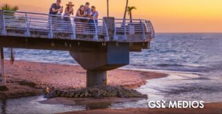 Cocodrilos no ahuyentan al turismo en Puerto Vallarta, señalan especialistas